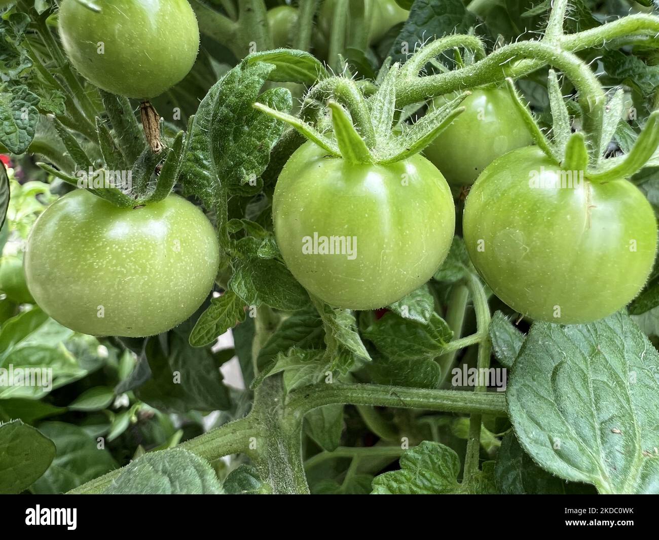 Kleine Tomatenpflanzen, die während der Frühjahrssaison in Toronto, Ontario, Kanada, am 11. Juni 2022 in einem Gartencenter gesehen wurden. (Foto von Creative Touch Imaging Ltd./NurPhoto) Stockfoto