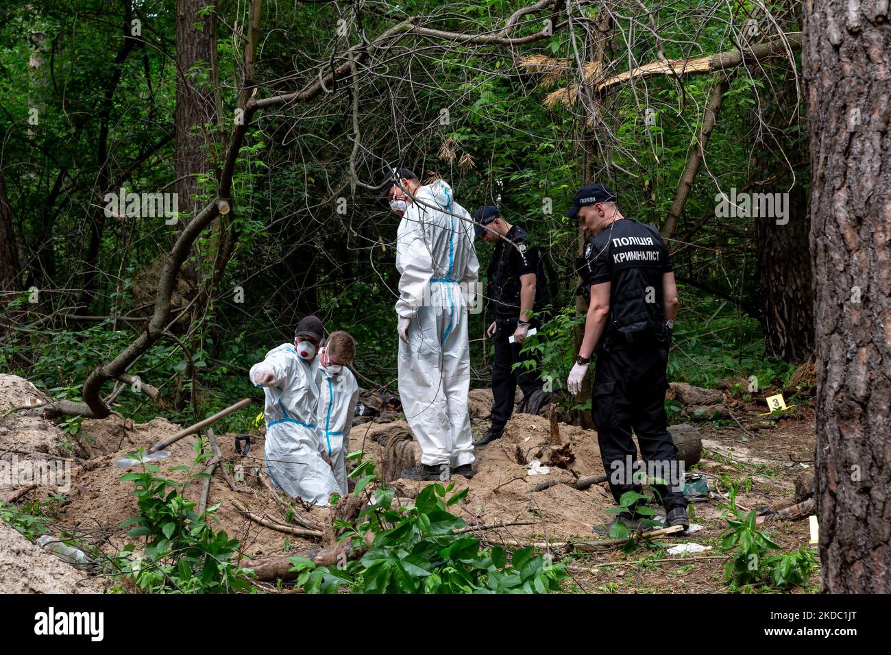 Am 13. Juni 2022 arbeiten ein Aushubteam und eine Polizei in einem Wald in der Nähe von Bucha, Ukraine, um Leichen ukrainischer Zivilisten auszugraben, die von der russischen Armee ermordet wurden. Die Leichen wurden von einer Patrouille der Territorialen Verteidigungskräfte entdeckt und befanden sich in der Nähe von Tranchen, die von der russischen Armee bei der Besetzung des Territoriums errichtet wurden. Aus einem Massengrab wurden sieben Leichen ausgegraben. Einige der Körper haben Anzeichen dafür, dass sie gefesselt und beschossen wurden. Eine Untersuchung wird folgen. (Foto von Dominika Zarzycka/NurPhoto) Stockfoto