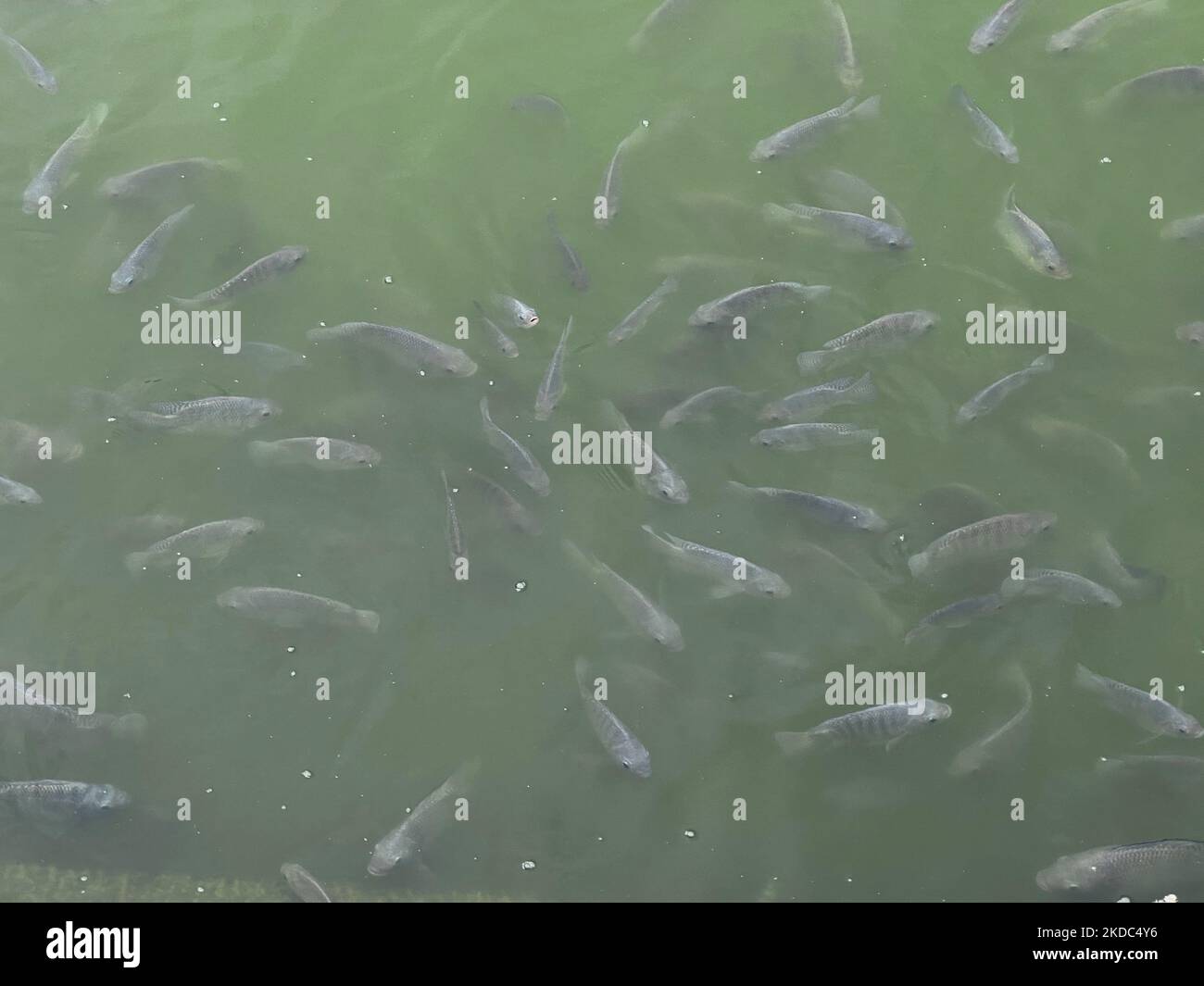 Fische im Wasserbehälter des historischen Sree Padmanabhaswamy Tempels in Thiruvananthapuram (Trivandrum), Kerala, Indien, am 10. Mai 2022. Der über 260 Jahre alte Tempel wurde kürzlich ins Rampenlicht gerückt, nachdem Goldmünzen und Edelsteine im Wert von 500 Milliarden Rupien (11,2 Milliarden US-Dollar) in seinen Gewölben gefunden wurden. Fünf Gewölbe des Tempels wurden geöffnet und ergaben enorme Mengen an Gold- und Silberschmuck, Münzen und Edelsteinen. Nach der Entdeckung hat die Polizei von Kerala die Sicherheit des Tempelpersonals übernommen. (Foto von Creative Touch Imaging Ltd./NurPhoto) Stockfoto