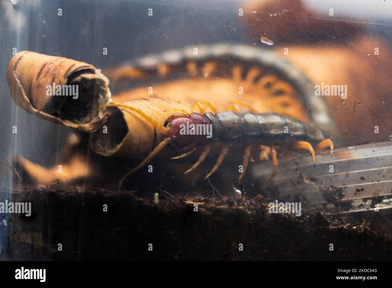 Scolopendra subspinipes japonica. Scolopendra ist mehrbeinig. Der Biss