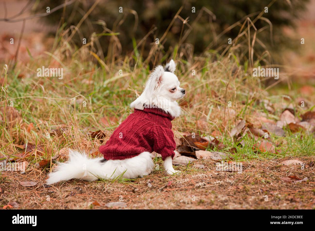 Schöne lange Haare Chihuahua mit einem roten Wollpullover in der Herbstsaison. Weiße und schwarze Langhaar Chihuahua mit einem roten Outfit im Herbst le Stockfoto