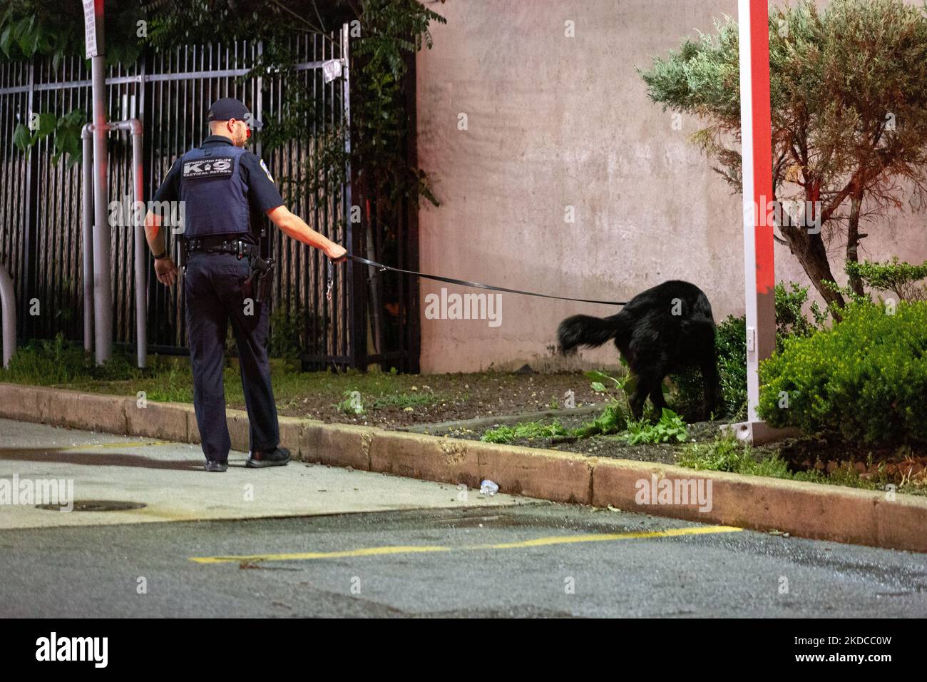 Ein Polizeikandel sucht nach Waffen, nachdem am 19. Juni 2022 am Ende des Moechella-Konzerts in den Straßen 14. und U in Washington, D.C., 4 Personen angeschossen wurden. Einer der Erschossenen war ein DC-Polizist und ein 15-jähriger Mann wurde bei der Schießerei getötet. (Foto von Bryan Olin Dozier/NurPhoto) Stockfoto Ein Polizeikandel sucht nach Waffen, nachdem am 19. Juni 2022 am Ende des Moechella-Konzerts in den Straßen 14. und U in Washington, D.C., 4 Personen angeschossen wurden. Einer der Erschossenen war ein DC-Polizist und ein 15-jähriger Mann wurde bei der Schießerei getötet. (Foto von Bryan Olin Dozier/NurPhoto) Stockfoto