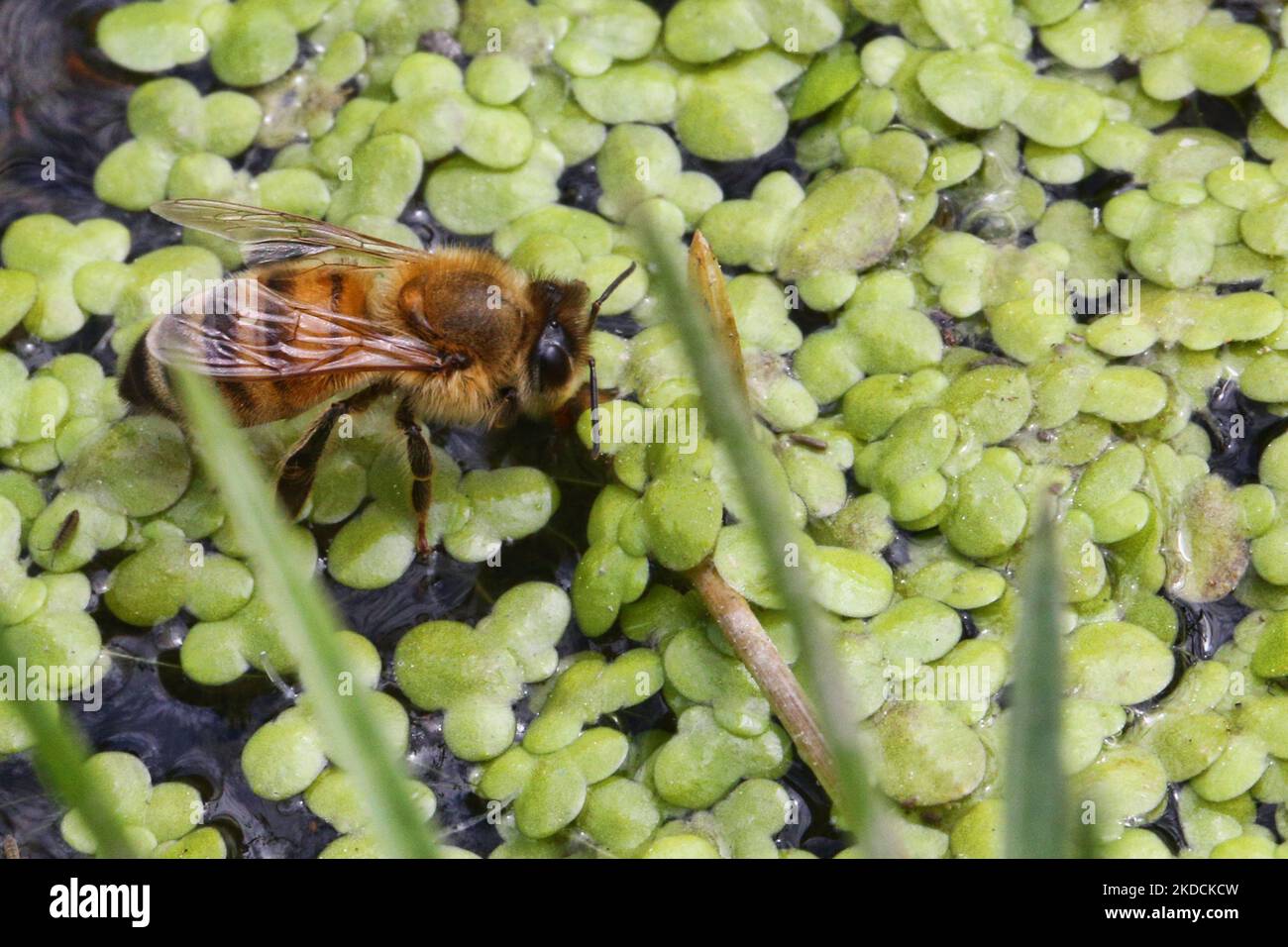 Honigbiene (APIs mellifera) ruht am 19. Juni 2022 auf einigen Entenkräutern in Toronto, Ontario, Kanada. (Foto von Creative Touch Imaging Ltd./NurPhoto) Stockfoto