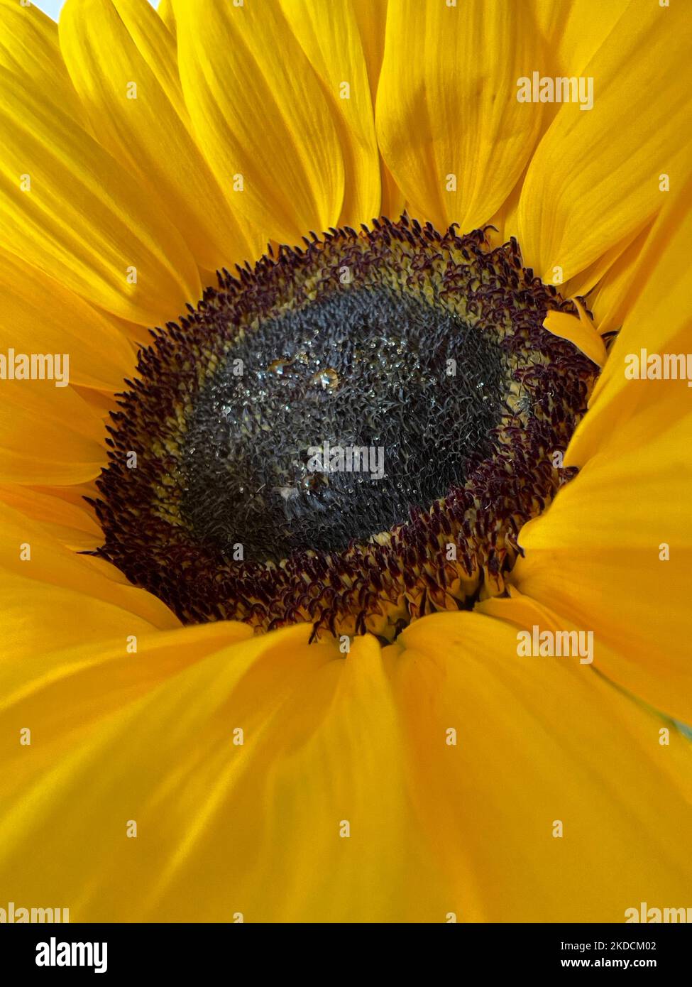 Nahaufnahme von Sonnenblume Stockfoto