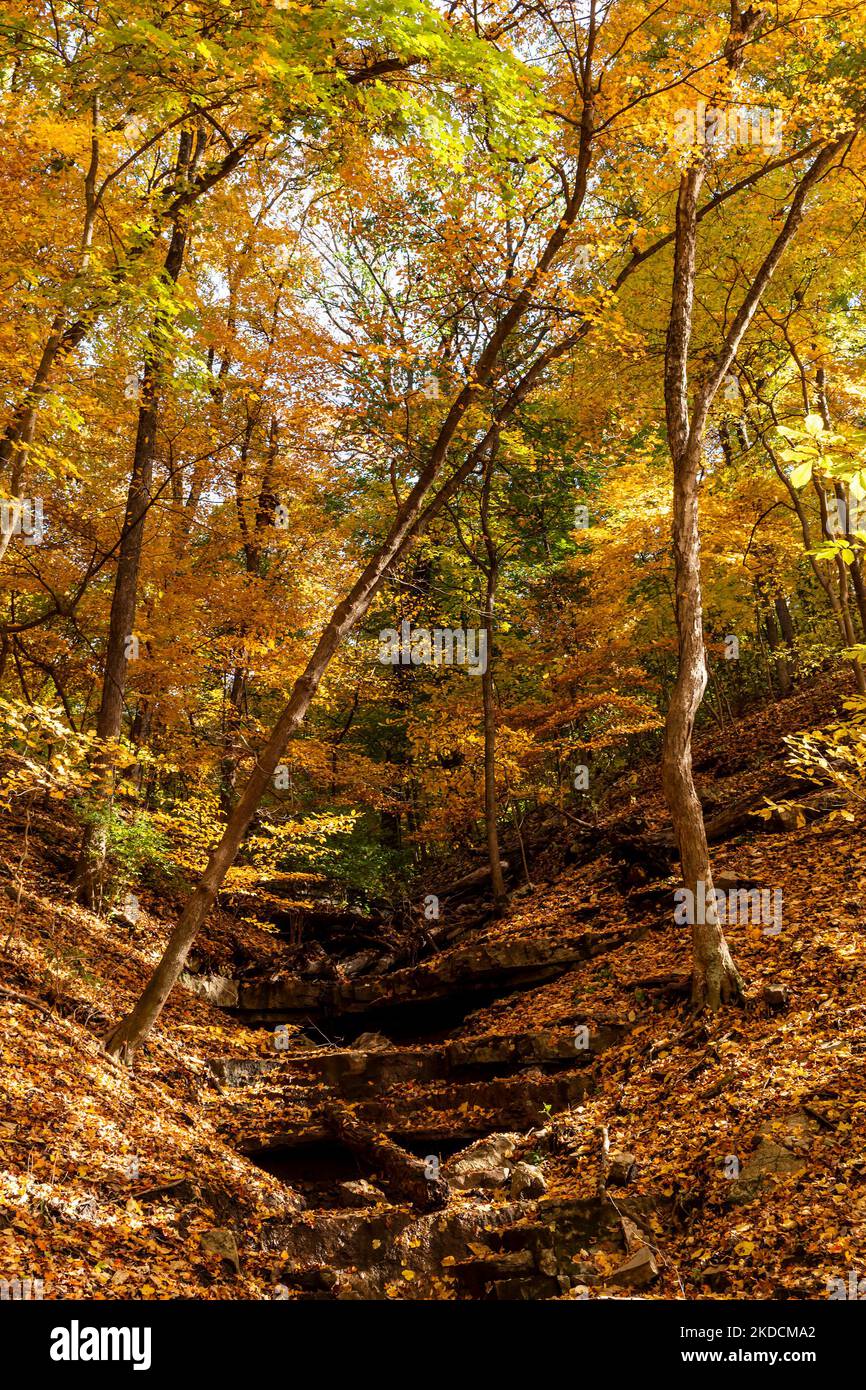 Farbenfrohe Herbsthänge mit kleinem Bach und hellem Gelb- und Orange-Laub, aufgenommen im Creve Coeur Park in Creve Coeur, MO, in der Nähe von St. Louis, MO Stockfoto