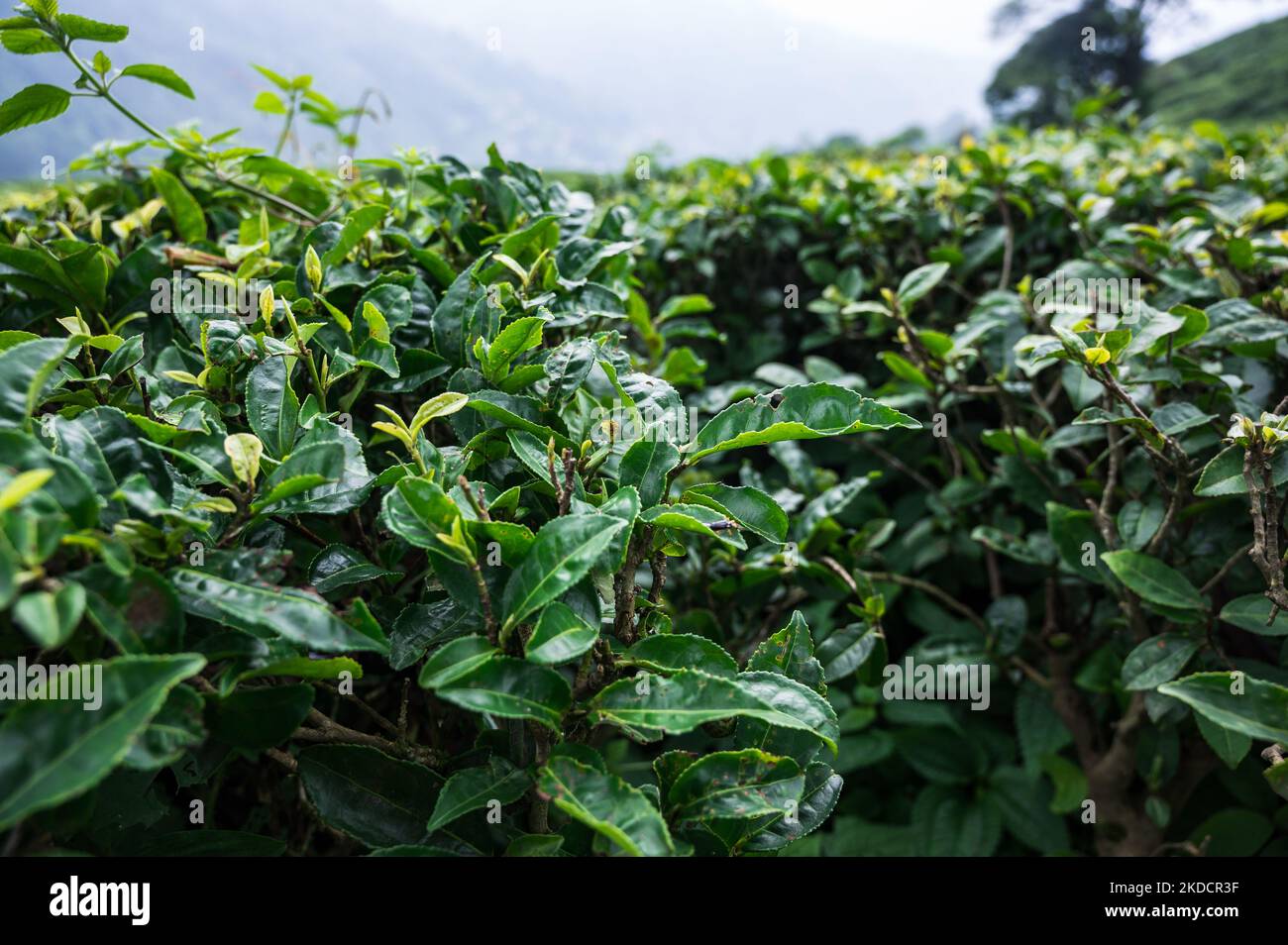 Teearbeiterinnen pflücken Teeblätter während des bewölkten Monsuns im Teegarten der britischen Ära, der sich über eine Fläche von 347,26 Hektar (858,1 Acres) in einer Höhe von 3.500 bis 6.000 Fuß (1.100 bis 1.800 m) über dem mittleren Meeresspiegel erstreckt, Ist ein bio-organischer Garten, der am 11/06/2022 hauptsächlich schwarzen Tee in Darjeeling, Westbengalen, Indien produziert. Indien ist nach China das zweitgrößte Teehersteller-Land der Welt. Die Arbeitslöhne der armen weiblichen Teearbeiterinnen sind sehr niedrig, und die meisten von ihnen kommen aus dem Nachbarland Nepal auf der Suche nach Arbeit. (Foto von Soumyabrata Roy/NurPho Stockfoto
