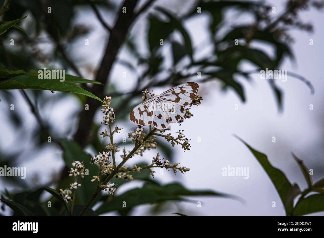 Eine marmorierte weiße Motte (Nyctemera adversata) ernährt Nektar aus den Cinchona-Blüten in Mangpoo, Westbengalen, Indien am 02/07/2022. Chinin wird aus dem Cinchona-Baum hergestellt, der zur Herstellung von Malariadrogen verwendet wird. (Foto von Soumyabrata Roy/NurPhoto) Stockfoto