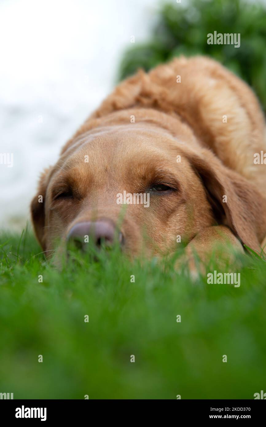 Ein zufriedener, fuchsroter Labrador Retriever-Hund, der auf üppigem, grünem Gras in einem Landhausgarten schläft Stockfoto