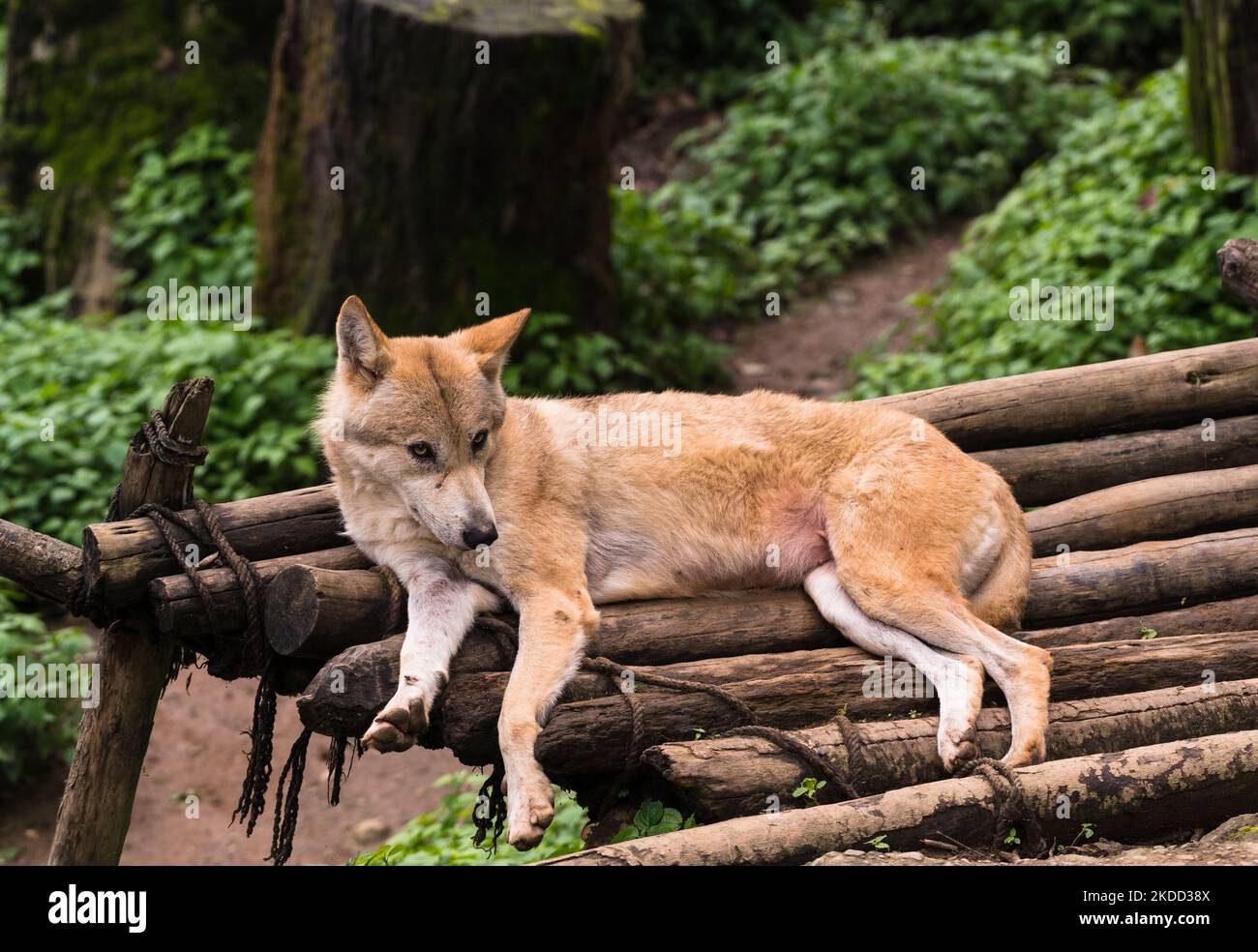 Der Himalaya-Wolf (Canis lupus himalayensis Grey) wurde von mehreren indischen Biologen als vom Aussterben bedrohte Canidenart, die sich von Canis lupus unterscheidet, vorgeschlagen. Die Ergebnisse der mitochondrialen DNA-Analyse deuten darauf hin, dass sich der Himalaya-Wolf phylogenetisch vom tibetischen Wolf unterscheidet, in Indien und Nepal aufgrund des internationalen Handels in Anhang I des CITES (Convention on International Trade in Endangered Species of Wild Fauna and Flora) als gefährdet aufgeführt sind. Die Himalaya-Wolfspopulation wird nur in der oberen Trans-Himalaya-Region Indiens über die beiden nördlichsten Sta gefunden Stockfoto