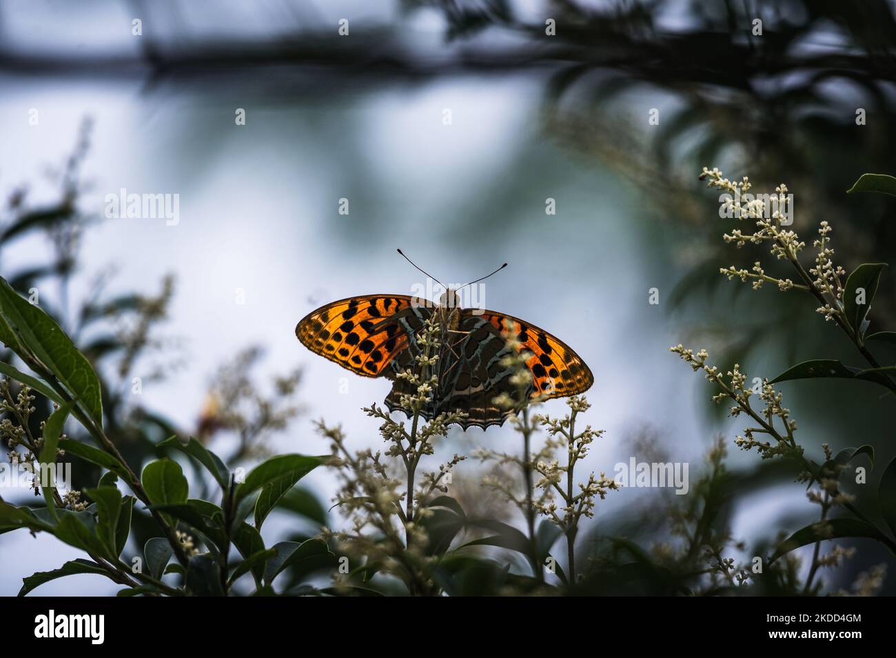 Der gepunktete, rustikale Schmetterling oder Gemeine Leopardschmetterling (Phalanta phalantha) ist ein sonnenliebender Schmetterling der Nymphaliden- oder Bürstenfußschmetterlingsfamilie, der am 03/07/2022 Nektar aus den Cinchona-Blüten in Mangpoo, Westbengalen, Indien, füttert. Chinin wird aus dem Cinchona-Baum hergestellt, der zur Herstellung von Malariadrogen verwendet wird. (Foto von Soumyabrata Roy/NurPhoto) Stockfoto