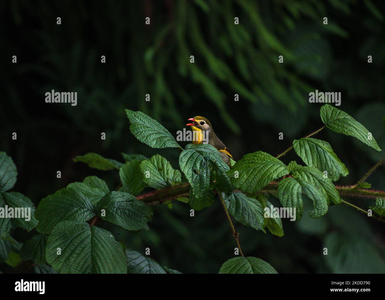 Der rot-schnabelige Leiothrix (Leiothrix lutea) ist ein farbenfroher subtropischer singvögel, der in Südchina beheimatet ist und der Himalaya auf dem Draht sitzt, nachdem er am Morgen in Darjeeling, Westbengalen, Indien, Insekten vom Baum gefangen hat, am 05/07/2022. (Foto von Soumyabrata Roy/NurPhoto) Stockfoto