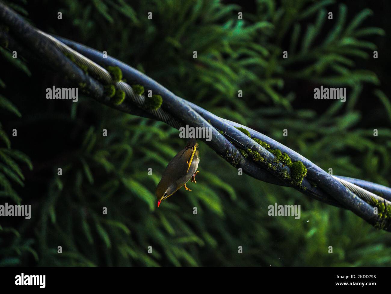 Der rot-schnabelige Leiothrix (Leiothrix lutea) ist ein farbenfroher subtropischer singvögel, der in Südchina beheimatet ist und der Himalaya auf dem Draht sitzt, nachdem er am Morgen in Darjeeling, Westbengalen, Indien, Insekten vom Baum gefangen hat, am 05/07/2022. (Foto von Soumyabrata Roy/NurPhoto) Stockfoto