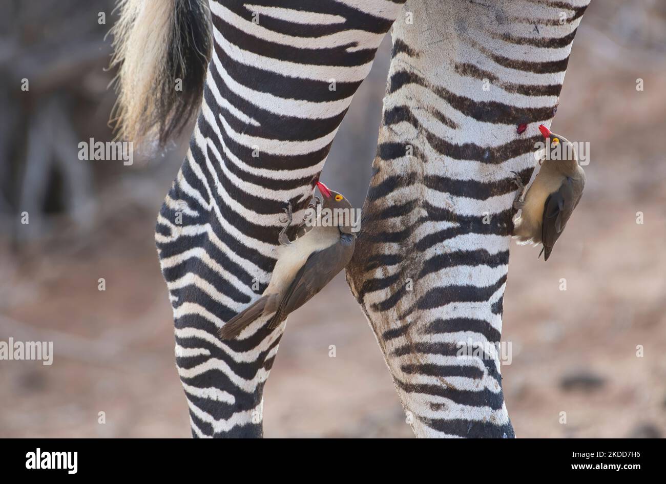 Zwei Ochsenspechte (Buphagus erythorhynchus), die sich an den Beinen eines Grevy-Zebras (Equus grevyi) ernähren Stockfoto