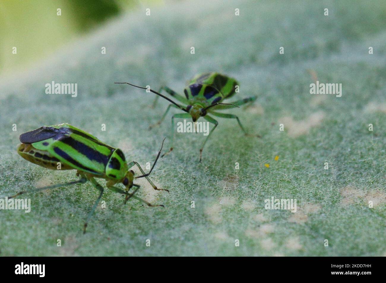 Fourlined Plant Bugs (Poecilocapsus lineatus) in Markham, Ontario, Kanada, am 03. Juli 2022. (Foto von Creative Touch Imaging Ltd./NurPhoto) Stockfoto