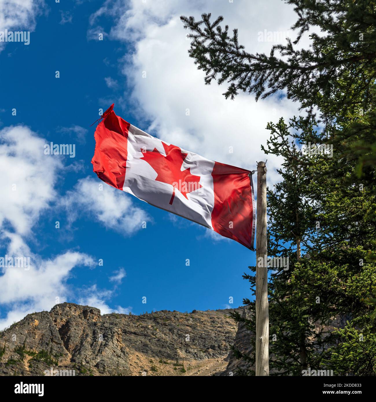 Kanadische Flagge mit Kiefernbaum im quadratischen Format, Banff-Nationalpark, Alberta, Kanada. Stockfoto