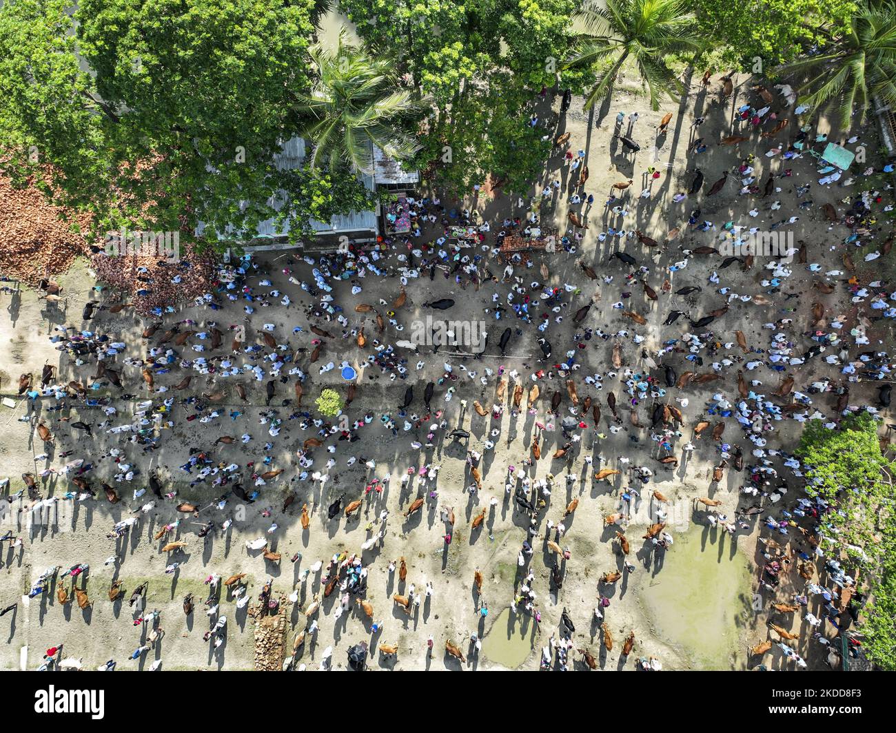 Eine Drohnenansicht des Rindermarktes in Bhola, Bangladesch, am 06. Juli 2022. Viehhändler und -Kunden versammeln sich vor dem muslimischen Fest Eid al-Adha oder dem „Opferfest“ auf einem Viehmarkt. (Foto von Zabed Hasnain Chowdhury/NurPhoto) Stockfoto