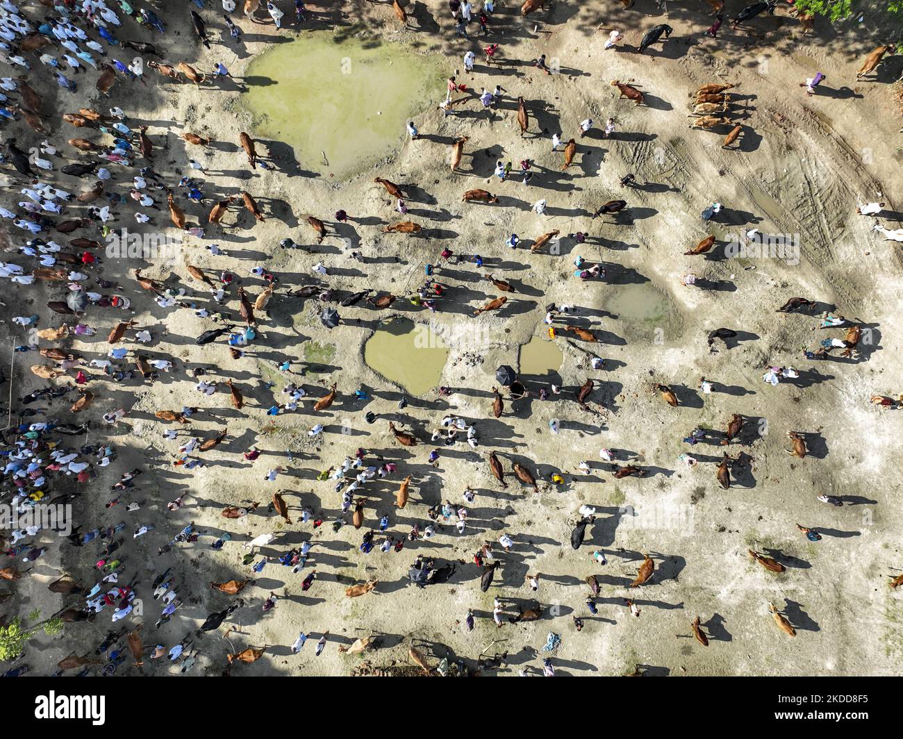 Eine Drohnenansicht des Rindermarktes in Bhola, Bangladesch, am 06. Juli 2022. Viehhändler und -Kunden versammeln sich vor dem muslimischen Fest Eid al-Adha oder dem „Opferfest“ auf einem Viehmarkt. (Foto von Zabed Hasnain Chowdhury/NurPhoto) Stockfoto