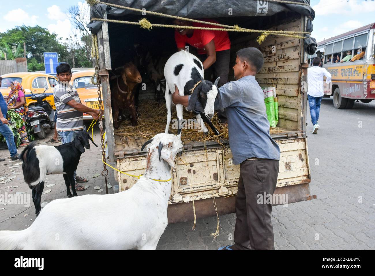 Verkäufer werden gesehen, wie sie am 7. Juli 2022 in Kalkutta, Indien, vor Eid-UL-Adha auf einem temporären Markt Vieh zum Verkauf entladen. (Foto von Debarchan Chatterjee/NurPhoto) Stockfoto