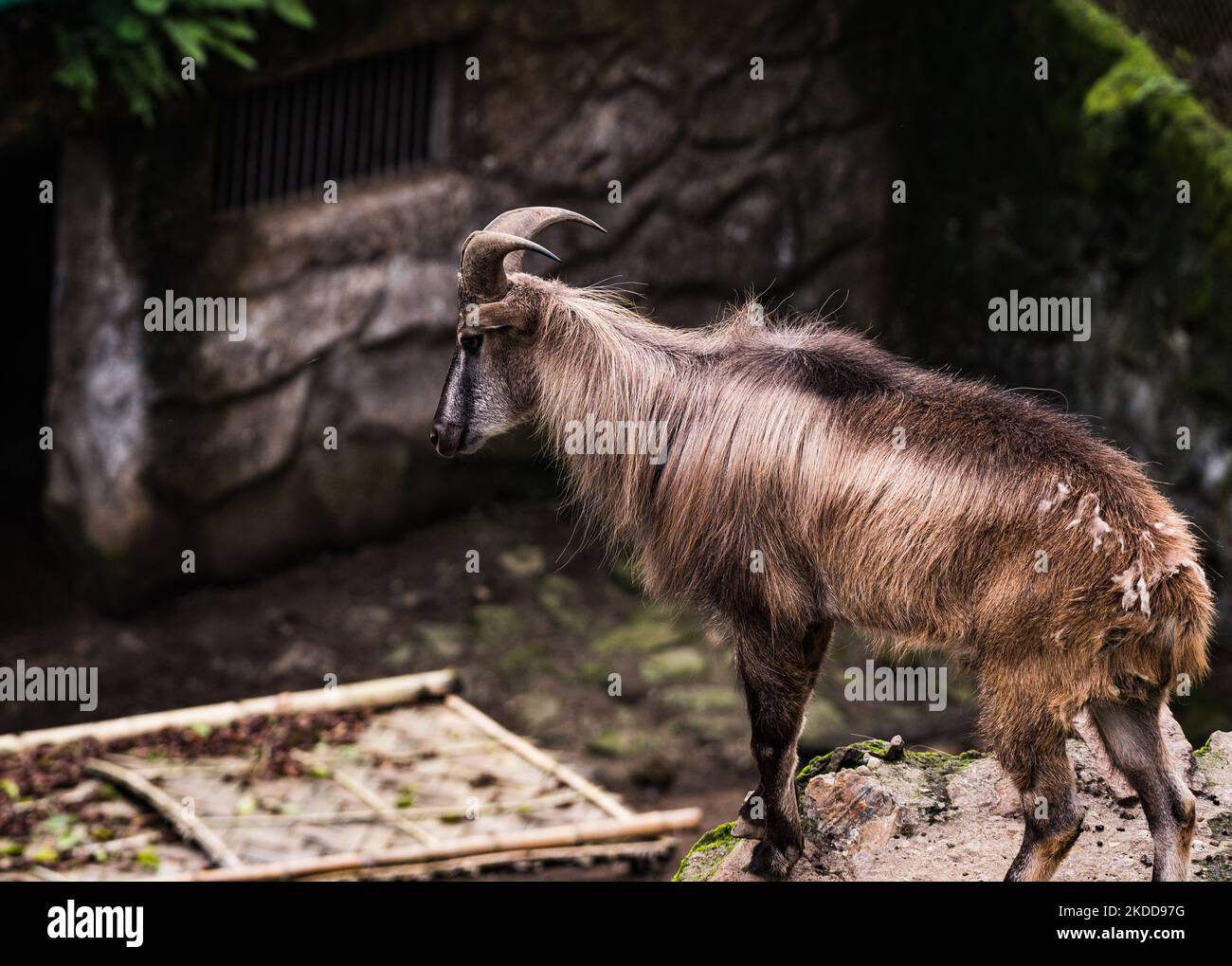 Die Himalaya-Tahr (Hemitragus jemlahicus) ist eine Wildziege, die im Himalaya im Süden Tibets, Nordindiens, Westbhutans und Nepals beheimatet ist. Sie ist als „Near Threated“ auf der Roten Liste der IUCN gelistet, da die Bevölkerung aufgrund von Jagd und Lebensraumverlust zurückgeht. Die Hufe des Tahrs haben einen flexiblen Kern und eine härtere äußere 'Hölle' mit einem scharfen Rand, der es ermöglicht, glatte Felsen zu greifen, und der scharfe Rand ermöglicht dem Tahr, seinen Fuß in kleine Fußrücken zu legen. Himalayan-Tahrs und ihr Baby im Schutz- und Zuchtzentrum Padmaja Naidu Himalayan Zoological Park (PNHZP) in Darjeeling, Westbenga Stockfoto