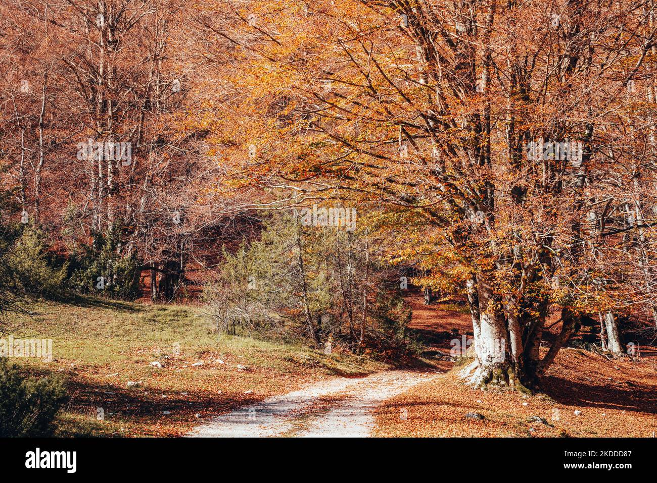 Laub im Abruzzen-Nationalpark, Italien Stockfoto