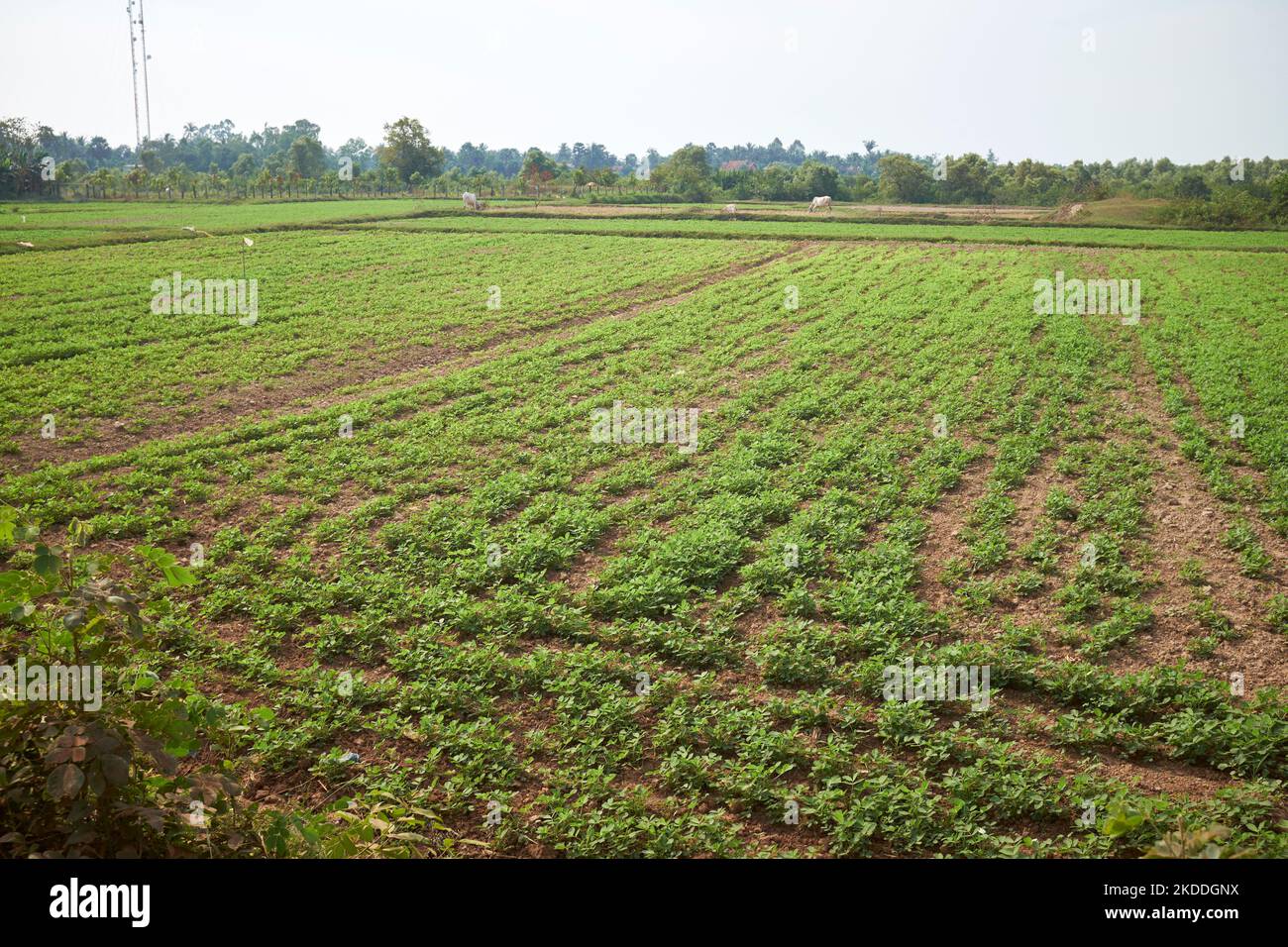 KEP-Kambodscha Stockfoto