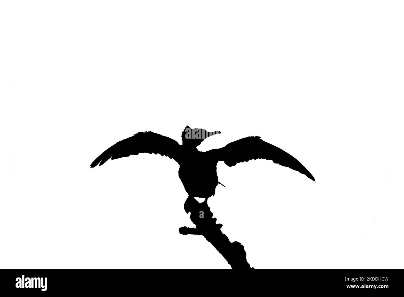 Silhouette eines Kormoranvogels mit seinen Flügeln, die auf einem Baum stehen Stockfoto