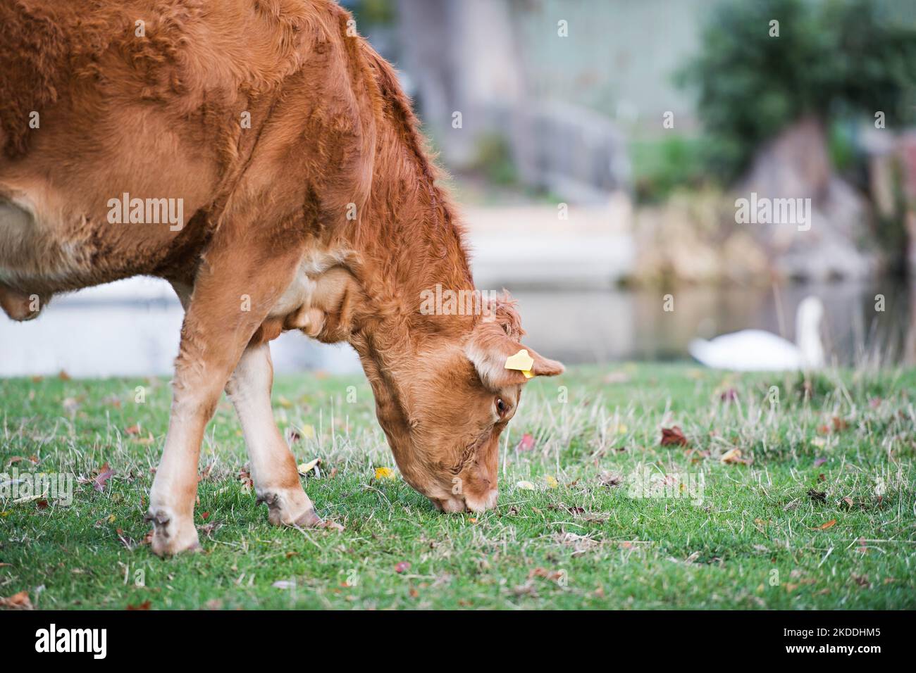 Braune Kuh auf gemeinem Land in Cambridge, Großbritannien, weidet an einem Sommertag das Wiesengras Stockfoto