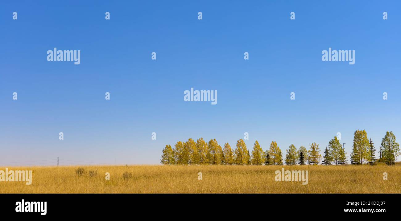 Baumreihe gegen den blauen Himmel im Herbst Stockfoto