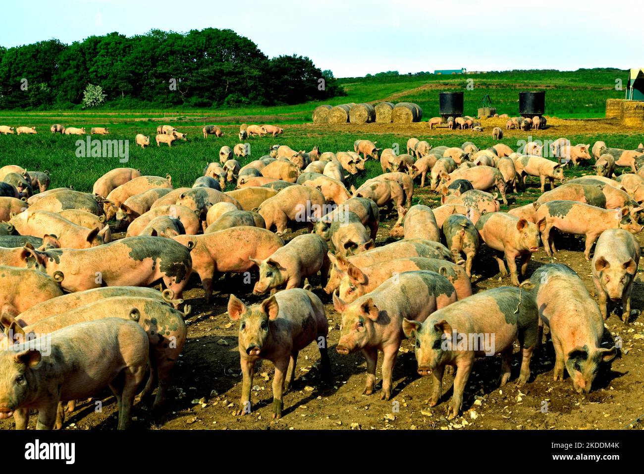 Schweinefarm, Schweine, offene Felder, Freilandbetrieb, Norfolk, England, Großbritannien Stockfoto