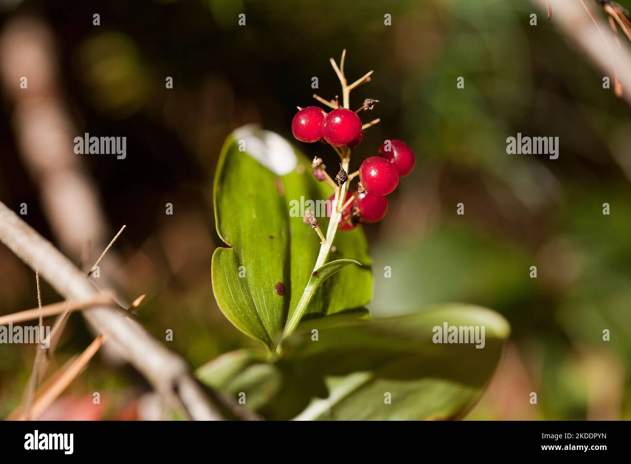 Rote Beeren von einer Maiglöckchen im Wald. Convallaria majalis. Frucht einer Maiglöckchen. Mai-Glocken. Die Tränen der Muttergottes. Marys Tränen. Becher Stockfoto