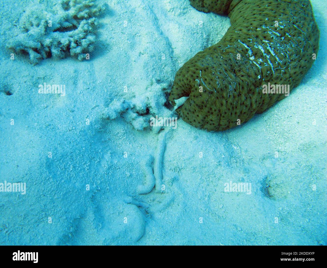 Eine Seegurke kriecht langsam am Meeresboden entlang und ernährt sich von Pflanzenstoffen zwischen Sandkörnern und schießt dann den von ihr gefressenen Sand aus Stockfoto