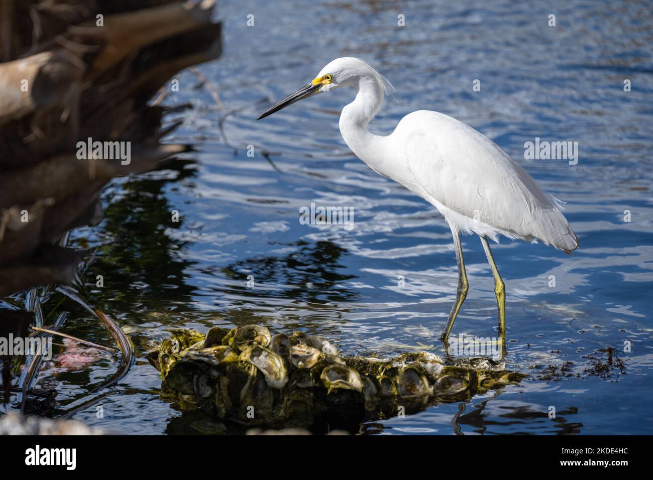 Schneegreiher (egretta thula), der sich am Rande des Wassers auf einem mit Austernmuscheln bedeckten und von einer Palme umrahmten Felsen ruhte. Stockfoto