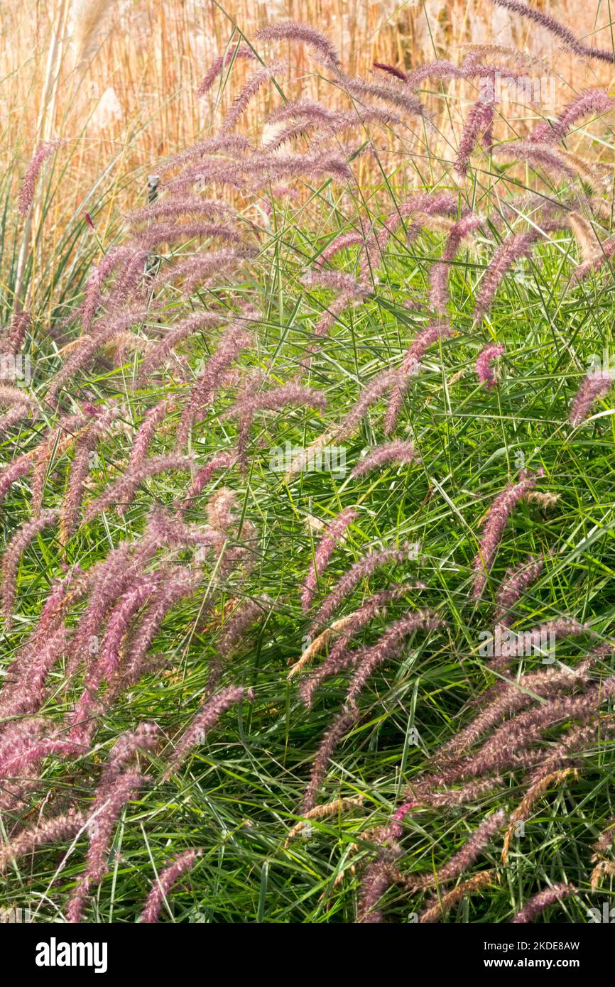 Brunnengras, Pennisetum Karley Rose, Oriental Fountain Grass, Pennisetum orientale Karley Rose, Blooming, Pennisetum orientale, Gras, Blumen Stockfoto