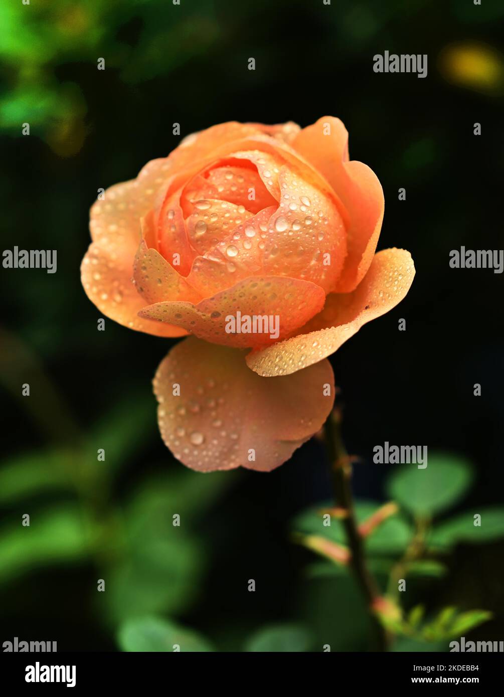 Die ersten Herbstfarben dieses Jahres lassen das exorbitante Walddach im Sauerland in den Hintergrund gleiten.Rose, Deutschland Stockfoto