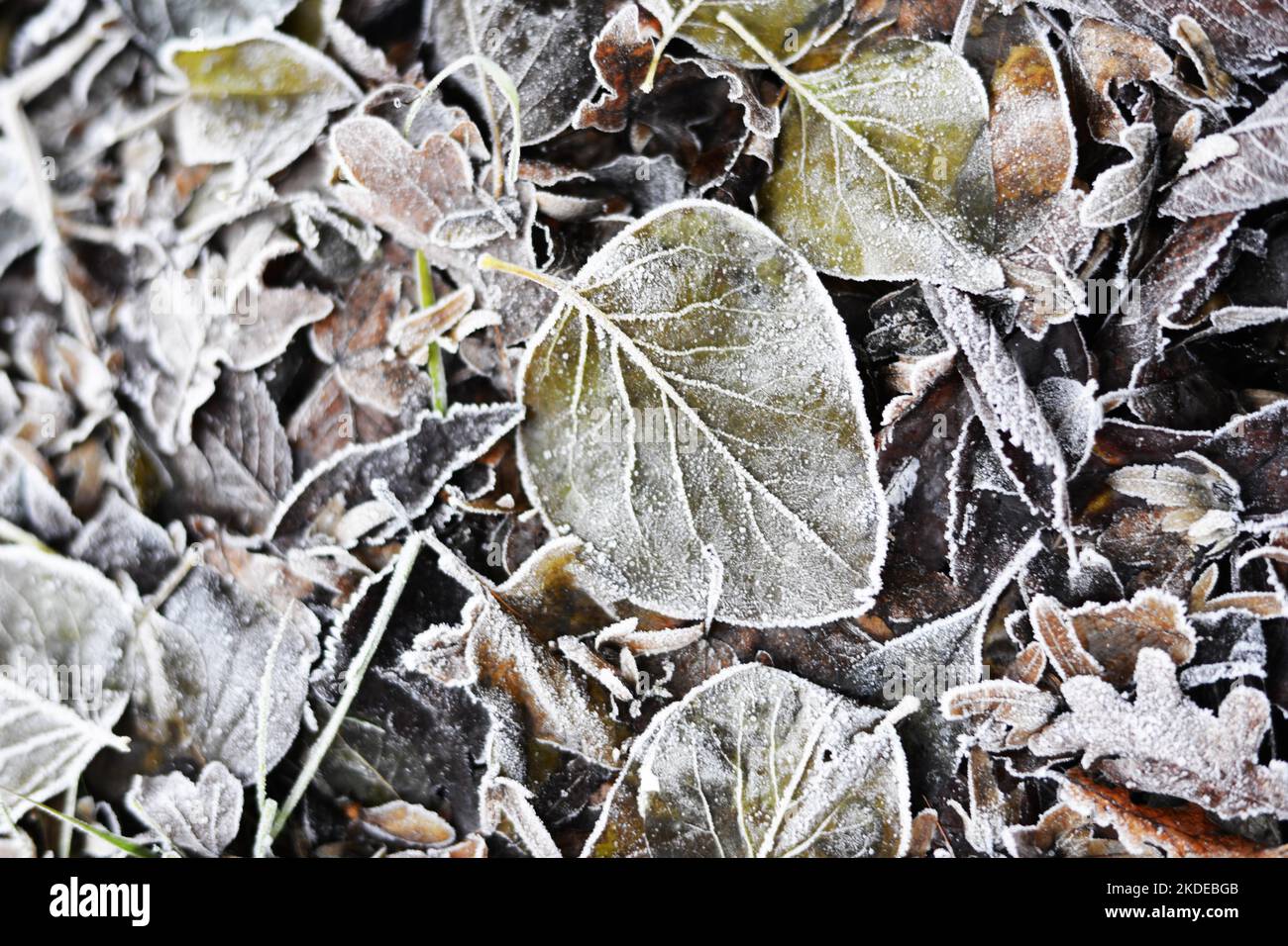 Wintereindrücke im Sauerland im Dezember 2016, Deutschland Stockfoto