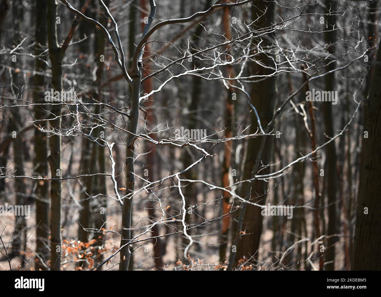 Der frühe Frühling im Sauerlandwald, hier am 28,3.2020, zeigt trotz Waldschäden auch in der Coronapandemie Erholung und Entspannung Stockfoto