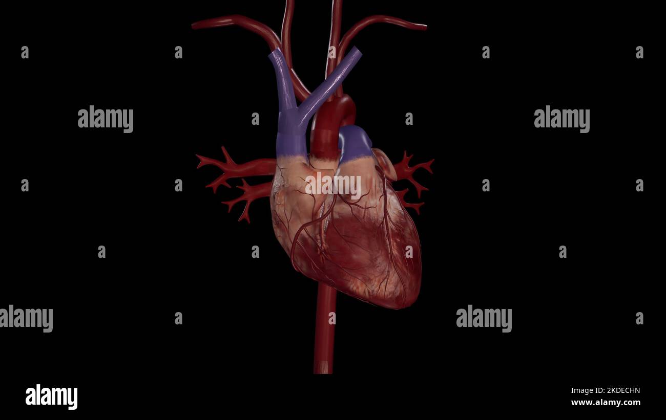 Herz und wichtige Blutgefäße Stockfoto