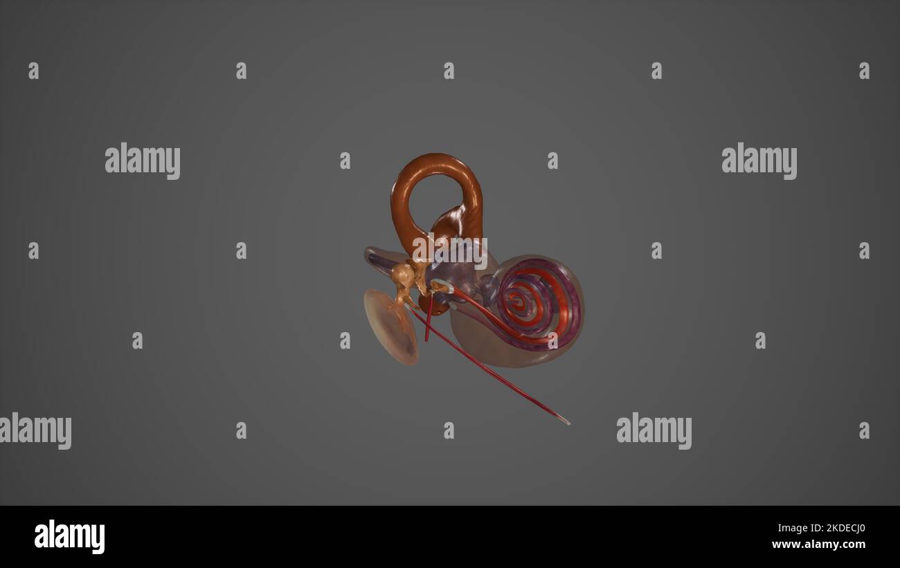 Auditives und äquilibratorisches Organ Stockfoto