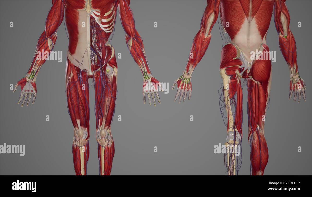 Anatomie der unteren Extremitäten, Skelett-, Muskel- und Herz-Kreislauf-Systeme, mit Unterschichten Muskeln Stockfoto