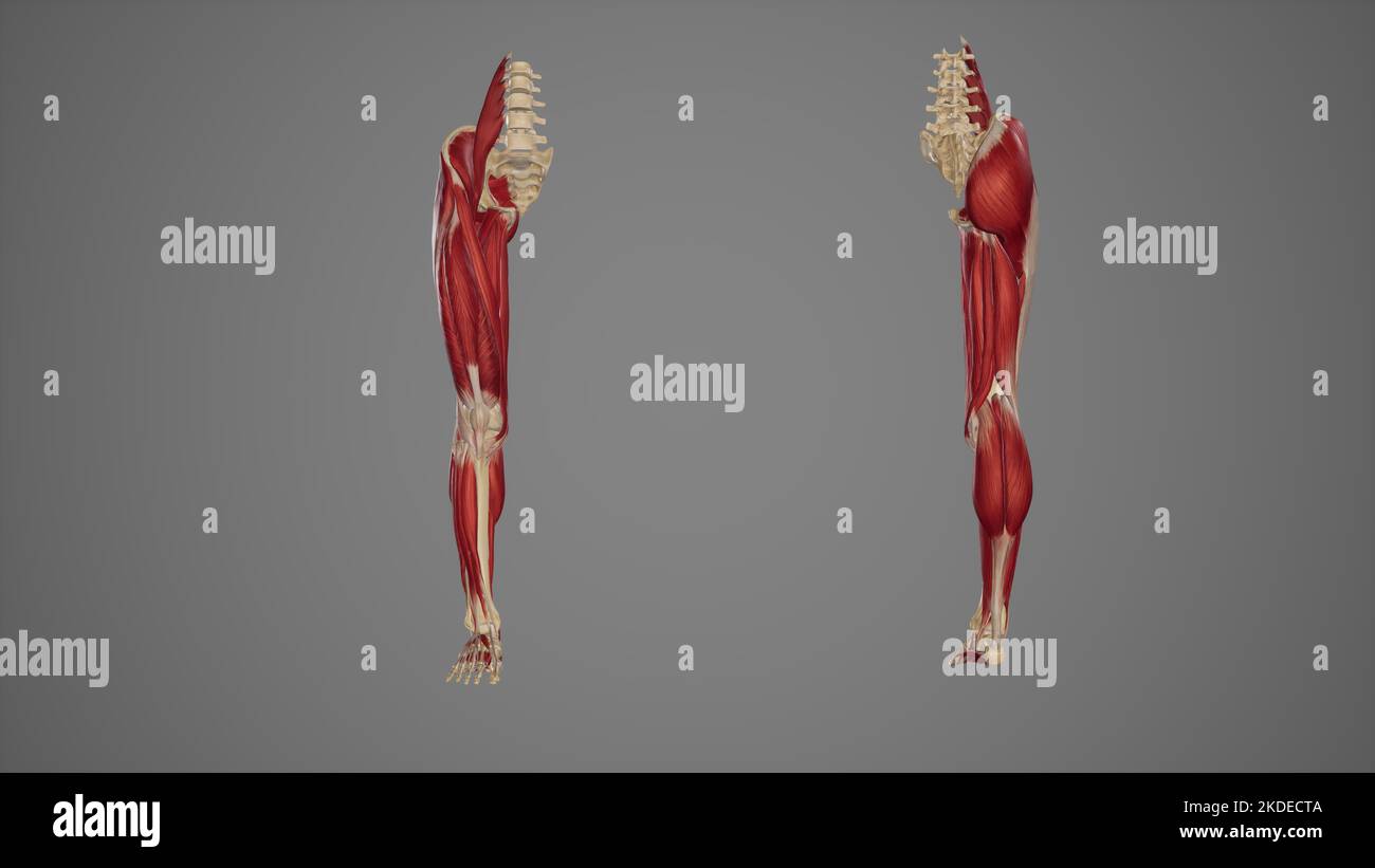 Anteriore und posteriore Ansicht der Muskeln der unteren Extremitäten Stockfoto