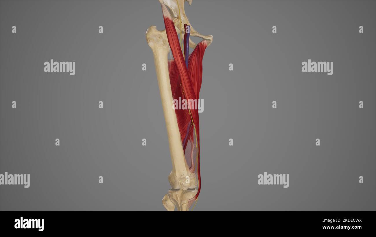 Anatomische Darstellung des Adduktorkanals Stockfoto