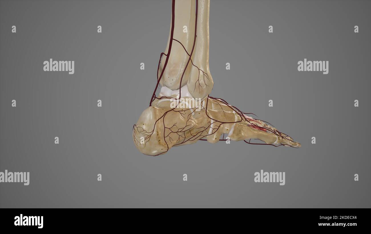 Arterielle Anastomose des Fußes Stockfoto