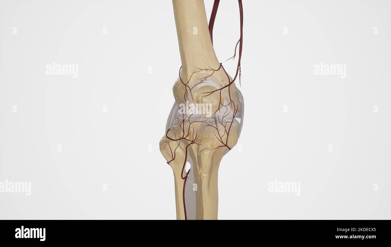 Arterielle Anastomose des Kniegelenks Stockfoto