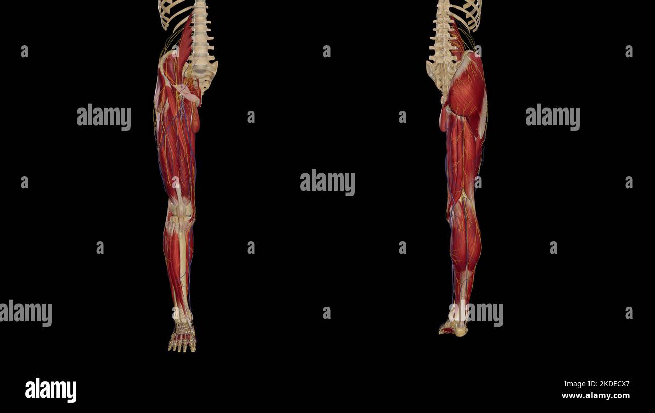 Kutane Nerven und Venen der vorderen und posterioren Ansicht der unteren Extremitäten Stockfoto