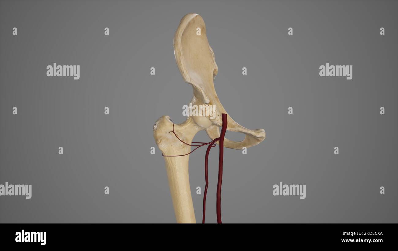 Arterieller Ring Mit Extra Kapselarterien Stockfoto