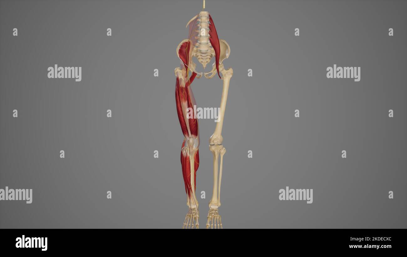 Anatomische Darstellung des Nervus femoralis Stockfoto