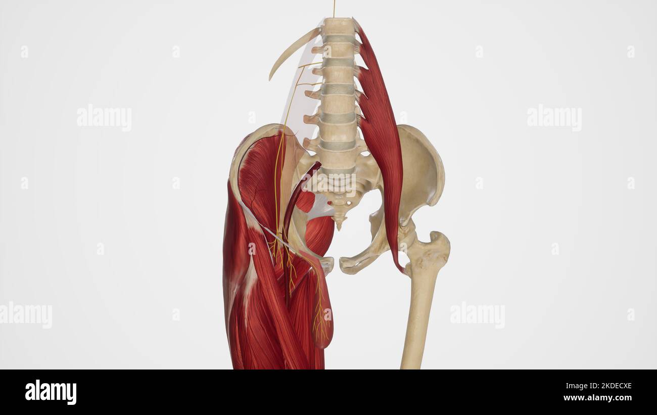 Anatomische Darstellung des Nervus genitofemoralis Stockfoto