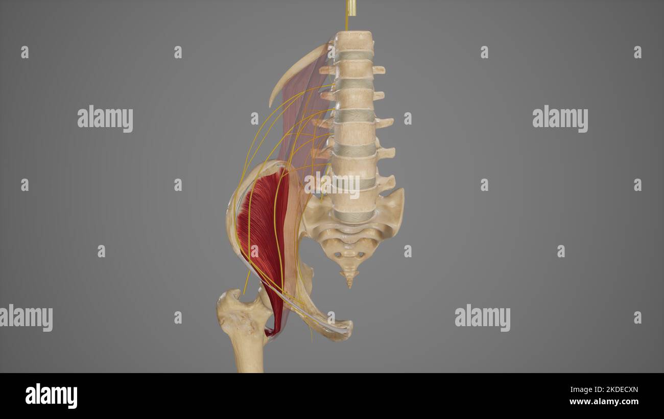 Anatomische Darstellung des Lumbalplexus Stockfoto