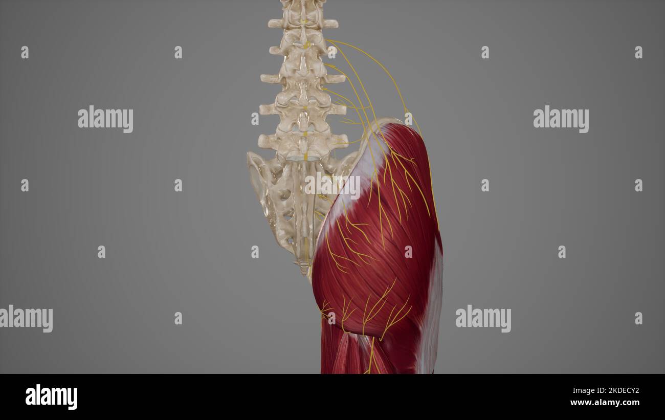 Oberflächliche Nerven der Gesäßregion Stockfoto