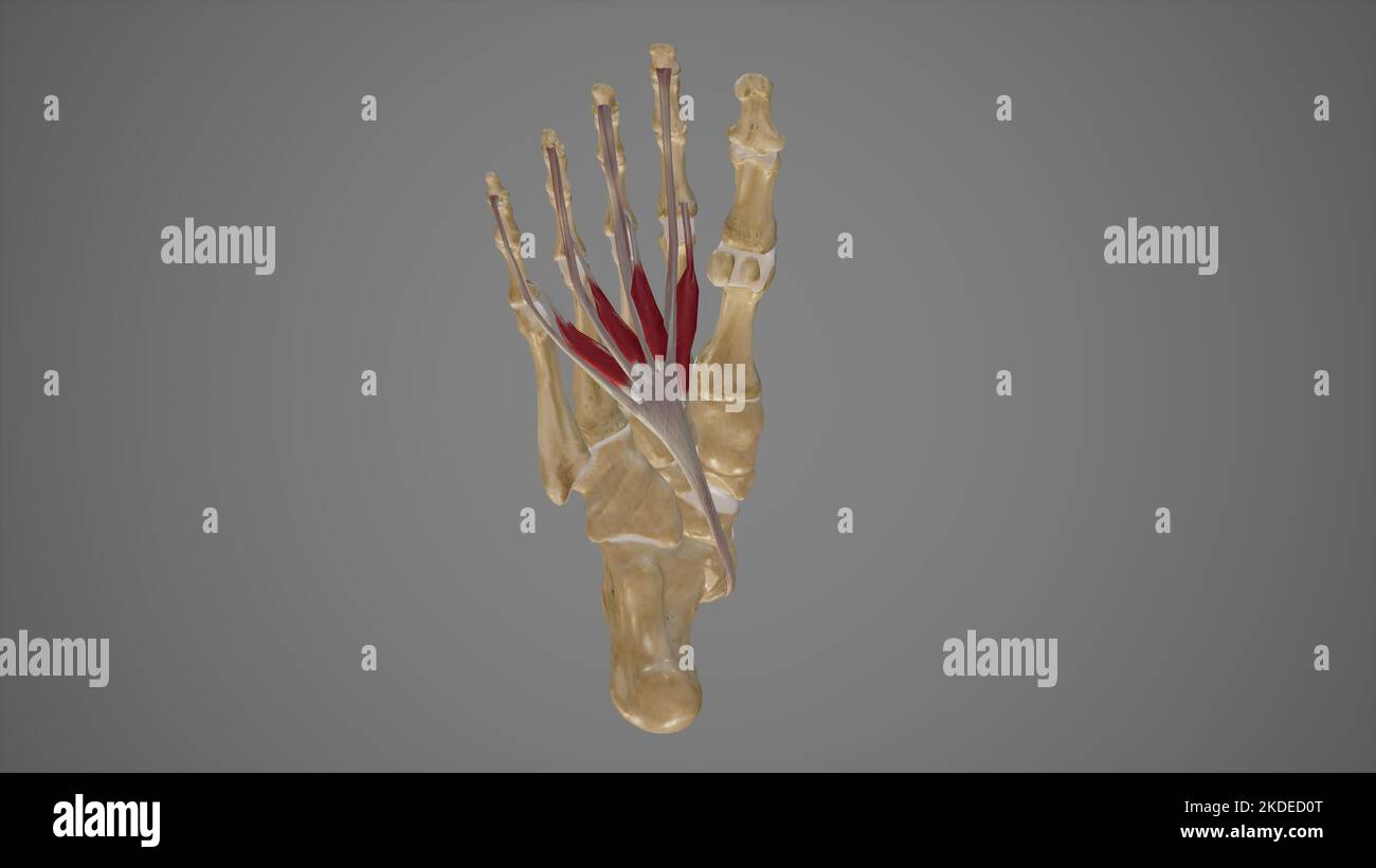 Medizinische Illustration der Lendenwirbelmuskeln des Fußes Stockfoto